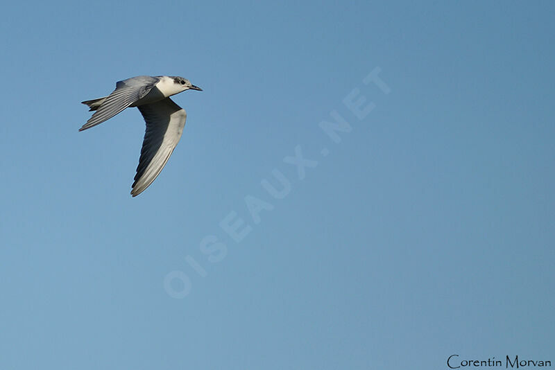 Whiskered Tern