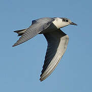 Whiskered Tern