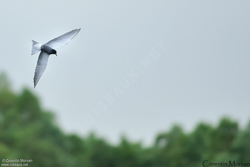 Black Tern