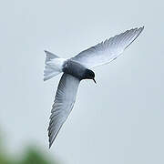 Black Tern