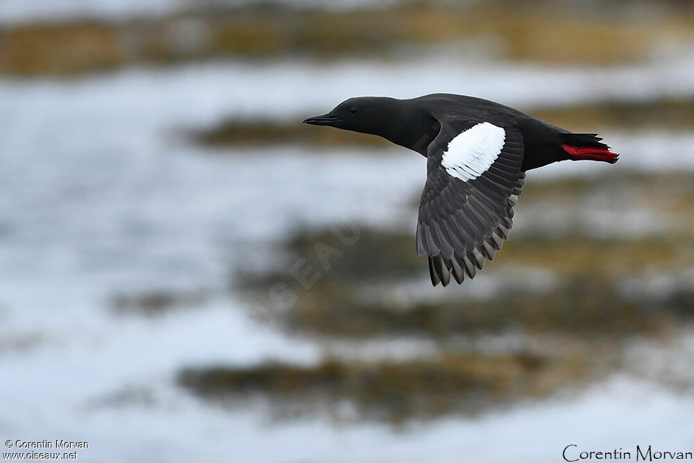 Guillemot à miroir