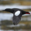 Guillemot à miroir