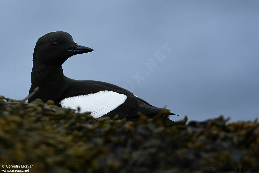 Guillemot à miroir