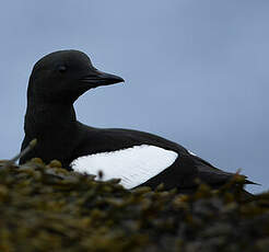 Guillemot à miroir