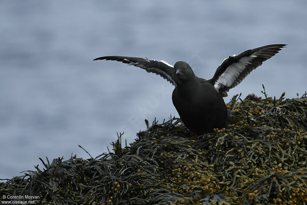 Guillemot à miroir