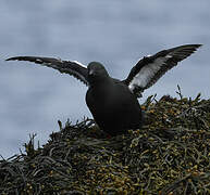 Guillemot à miroir