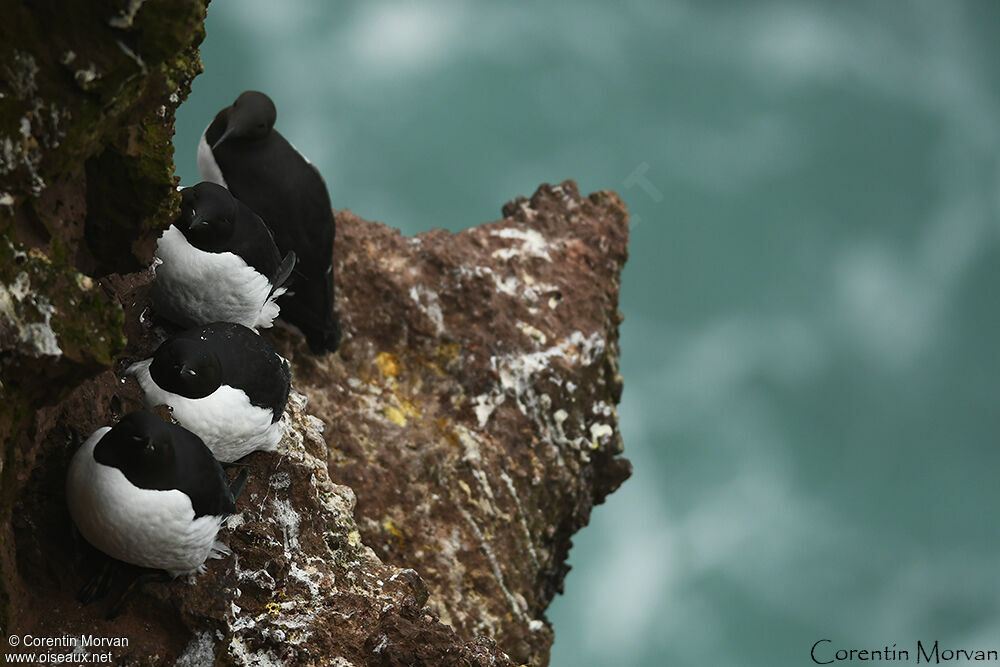 Guillemot de Brünnich