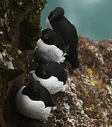 Thick-billed Murre