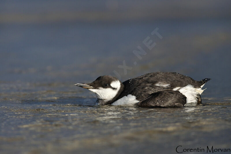 Guillemot de Troïl