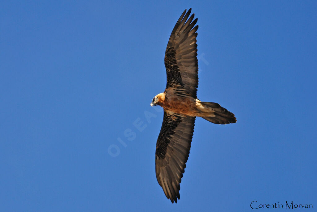 Bearded Vulture