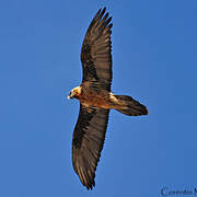 Bearded Vulture