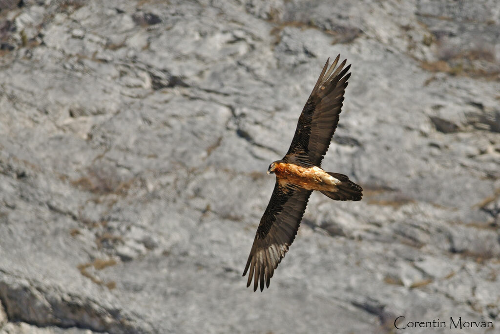 Gypaète barbu