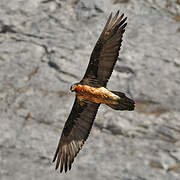 Bearded Vulture