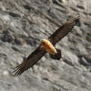 Bearded Vulture