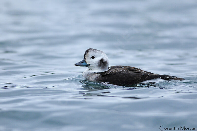 Long-tailed Duck