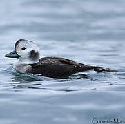 Long-tailed Duck