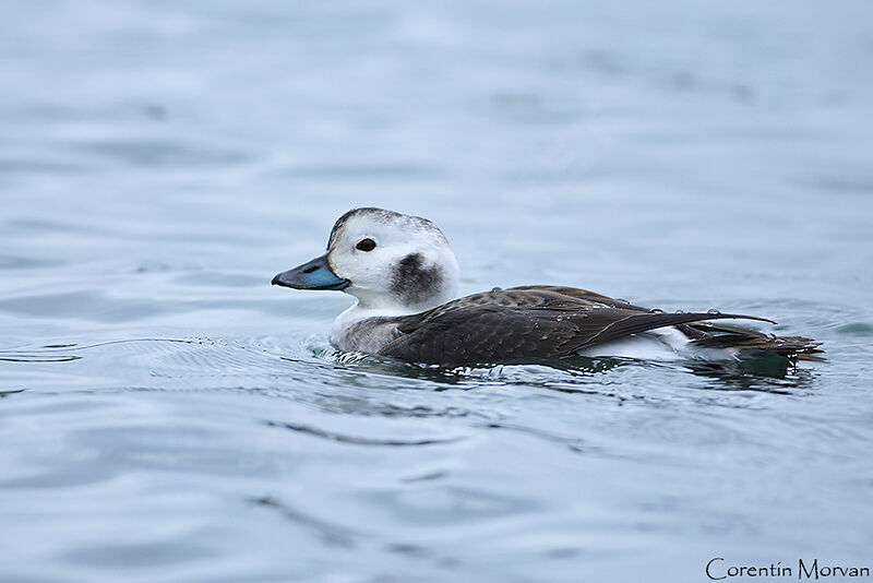 Long-tailed Duck