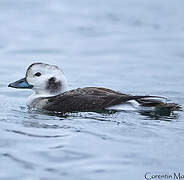 Long-tailed Duck