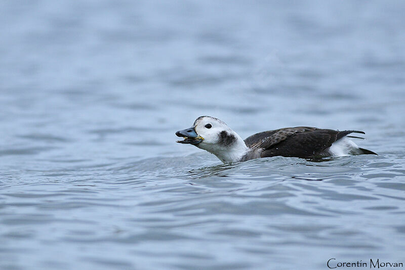 Long-tailed Duck