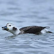 Long-tailed Duck