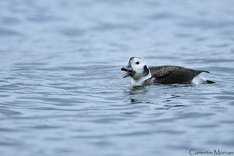 Long-tailed Duck