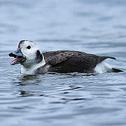 Long-tailed Duck