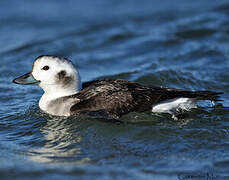 Long-tailed Duck