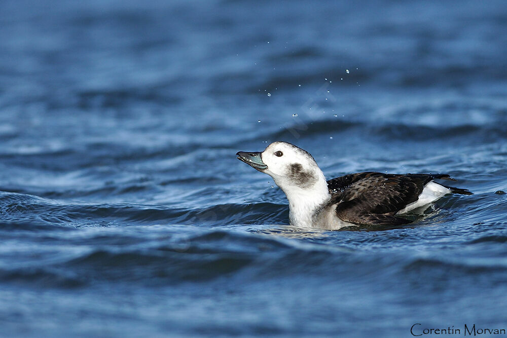 Long-tailed Duck