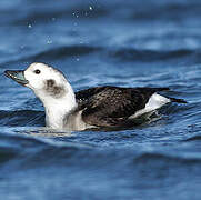 Long-tailed Duck