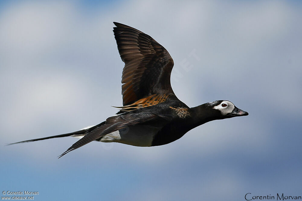 Long-tailed Duck