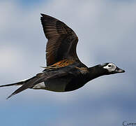 Long-tailed Duck