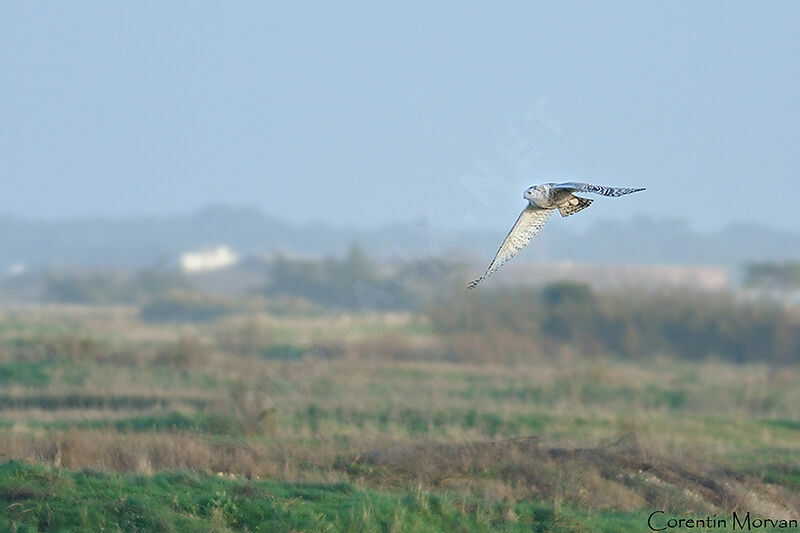 Snowy Owl