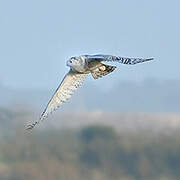 Snowy Owl