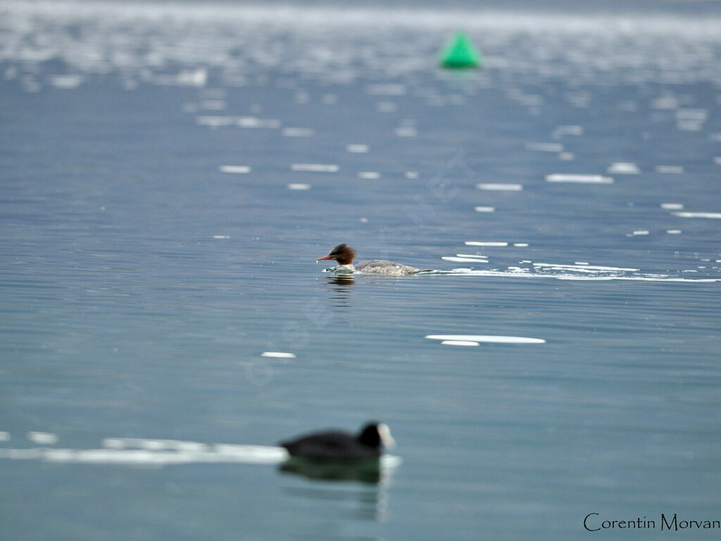 Common Merganser