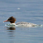 Common Merganser