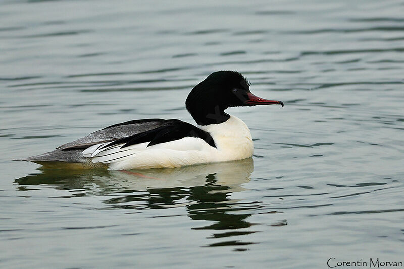 Common Merganser