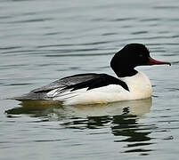 Common Merganser