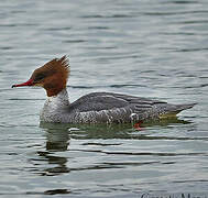 Common Merganser