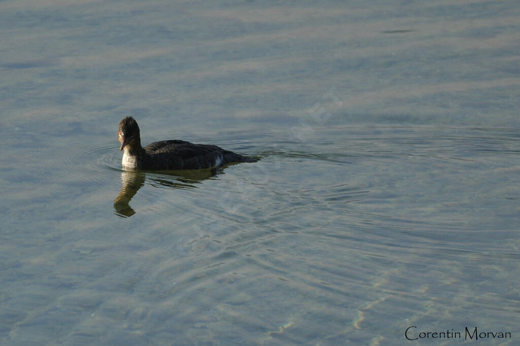 Red-breasted Merganser