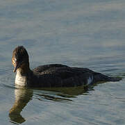 Red-breasted Merganser