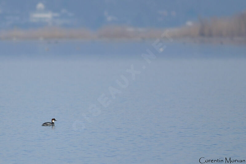 Smew