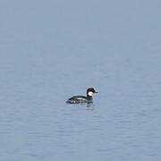 Smew