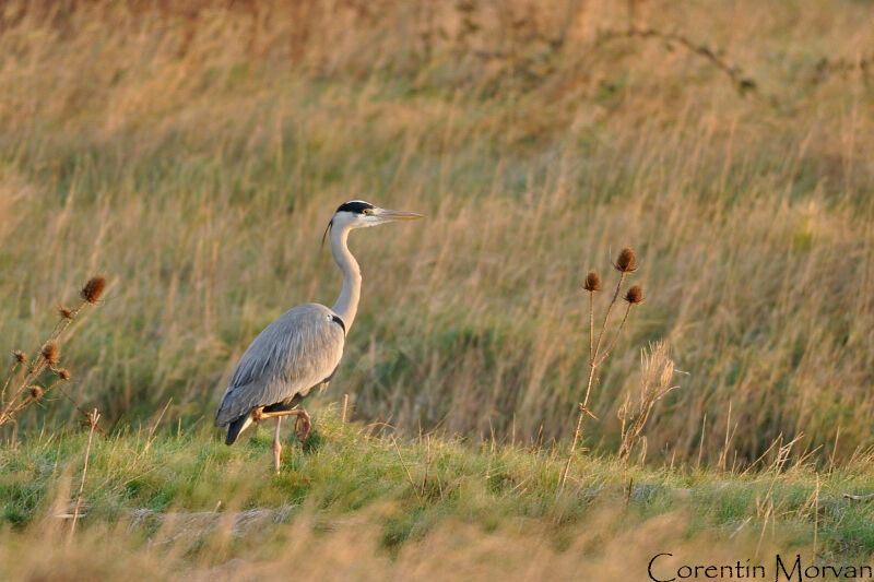 Grey Heron