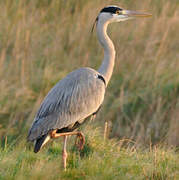 Grey Heron