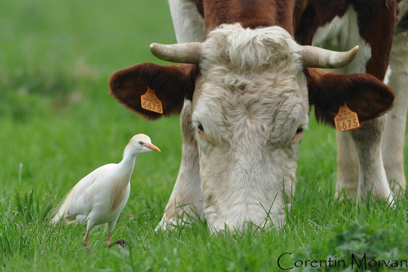 Western Cattle Egret