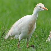 Western Cattle Egret