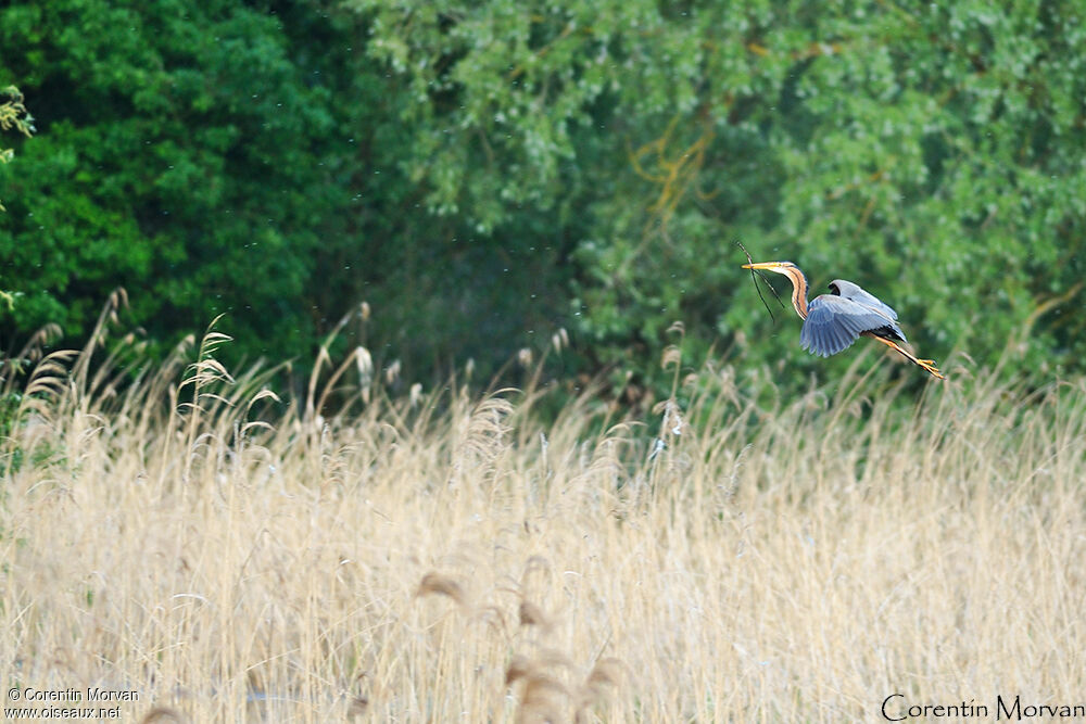 Purple Heron