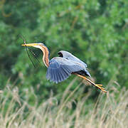 Purple Heron