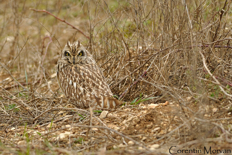 Hibou des marais