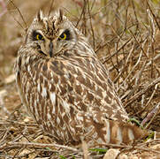 Hibou des marais